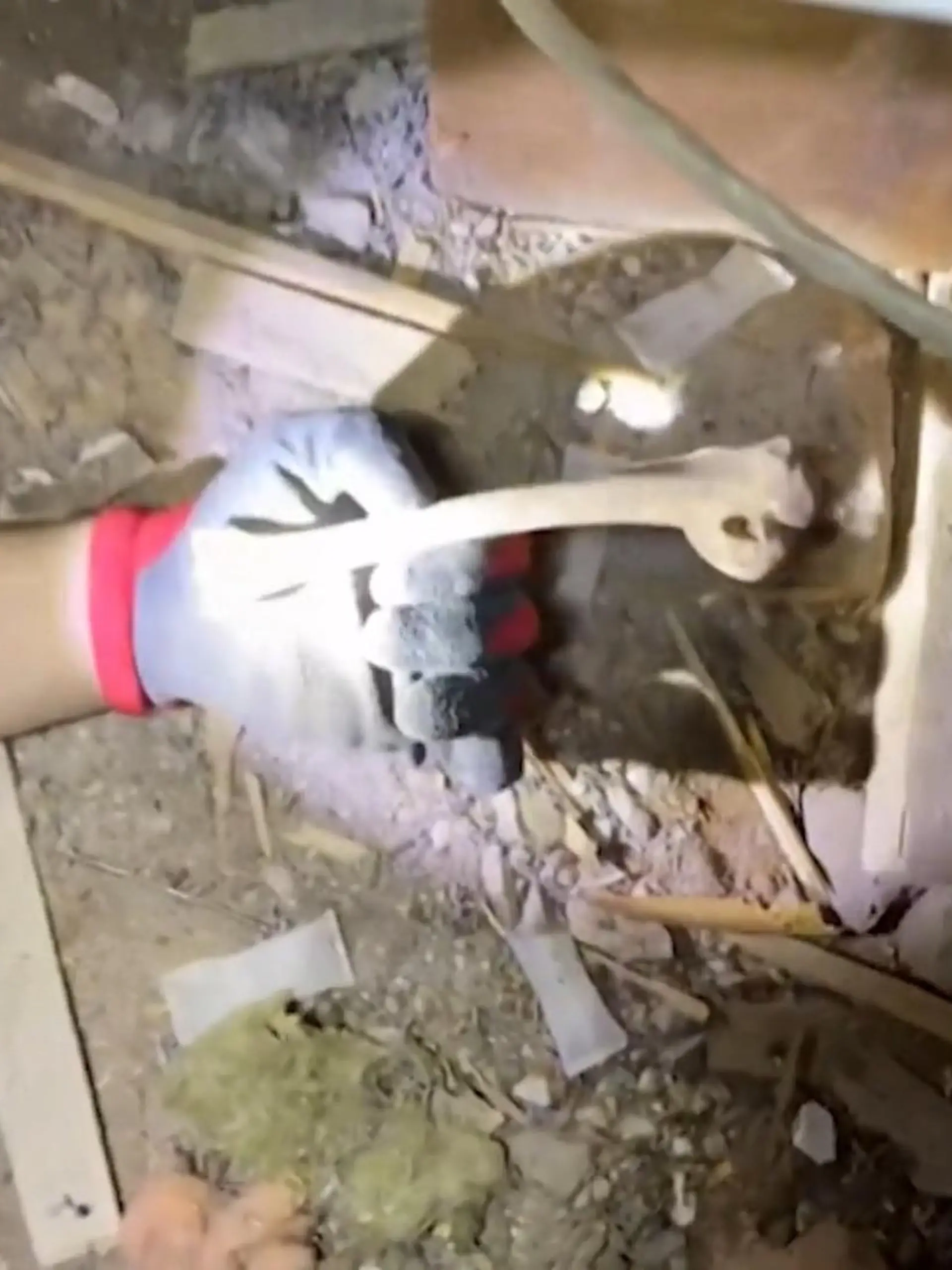 Eigentlich wollten Cassidy und Eton ihr 150 Jahre altes Haus in Ruhe renovieren - aber dann finden Sie das!
Auf dem Dachboden kommen immer mehr Teile eines Skeletts hervor. Spukt es hier etwa? Die beiden haben das Haus für über 400.000 Euro gekauft.
"Obwohl es vielleicht nicht unsere erste Wahl war, war es bisher ein großartiges Abenteuer" -  Eton Merritt Quelle: newsflare
Aber keine Sorge! Bei den Knochen handelt es nicht um die eines Menschen, sondern eines Waschbären und einer Gans. Den Umbau teilt das Pärchen mit ihrer Community auf TikTok. Ihre Follower sind begeistert von den kuriosen Funden. Die Renoviereung wird wohl noch länger dauern. Trotz der schaurigen Funde: im Haus spuken, wird es wohl eher nicht.