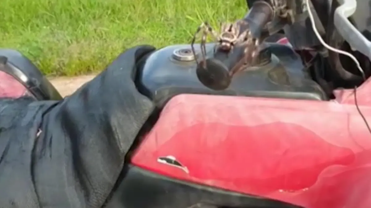 Riesen-Spinne attackiert Mann Sie krabbelt über das Quad