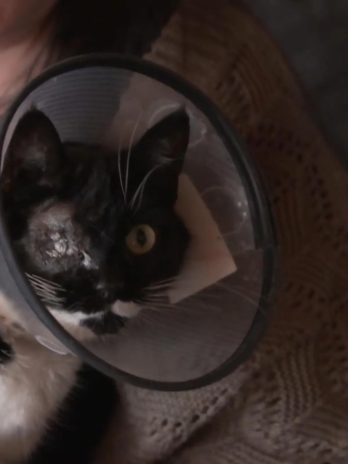 Eine unfassbare Tat. Im niedersächsischen Stade hat sich eine Familie über die Verletzungen ihrer Katze gewundert. Streit mit einer anderen Katze? Oder kommen die Kratzer doch von den Streifzügen durch die Büsche der Nachbarschaft? Nein. Eine Untersuchung stellte fest: das Tier ist mit einem Luftgewehr angeschossen worden. 