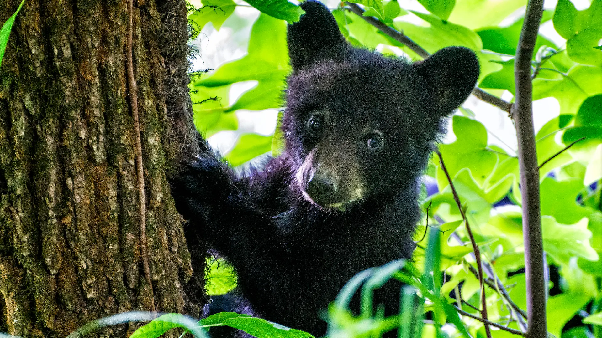 Das ist ein Schwarzbär-Baby