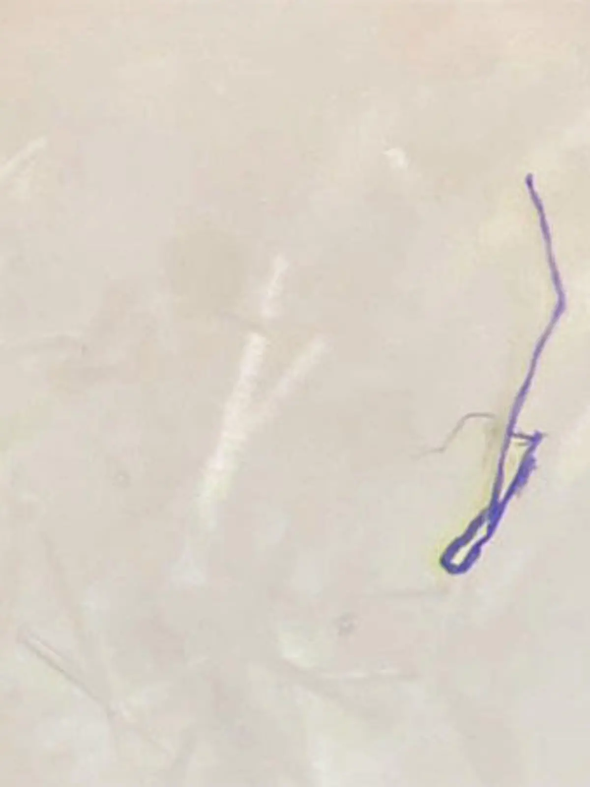 Forensiker und Kriminalbiologe Dr. Mark Benecke untersucht Fasern