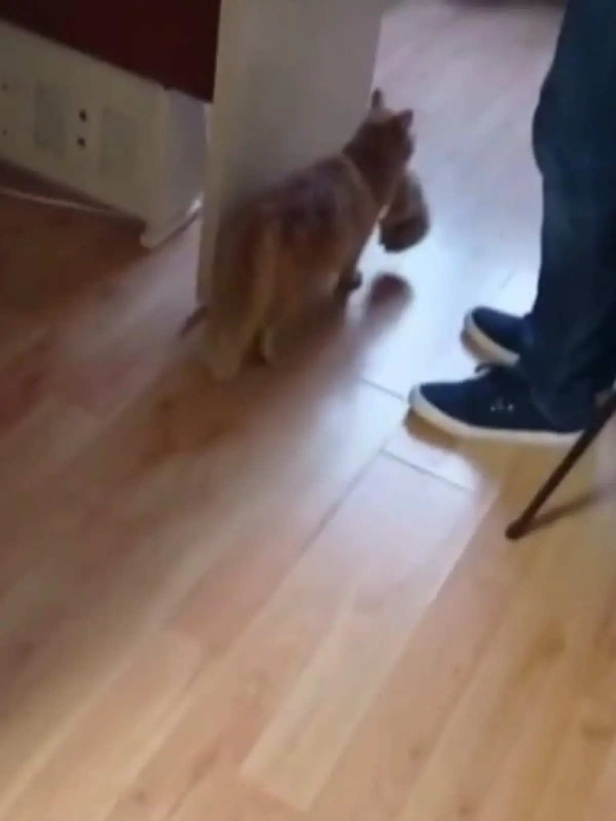 Bild zu: "Katze trägt Kitten ins Krankenhaus"