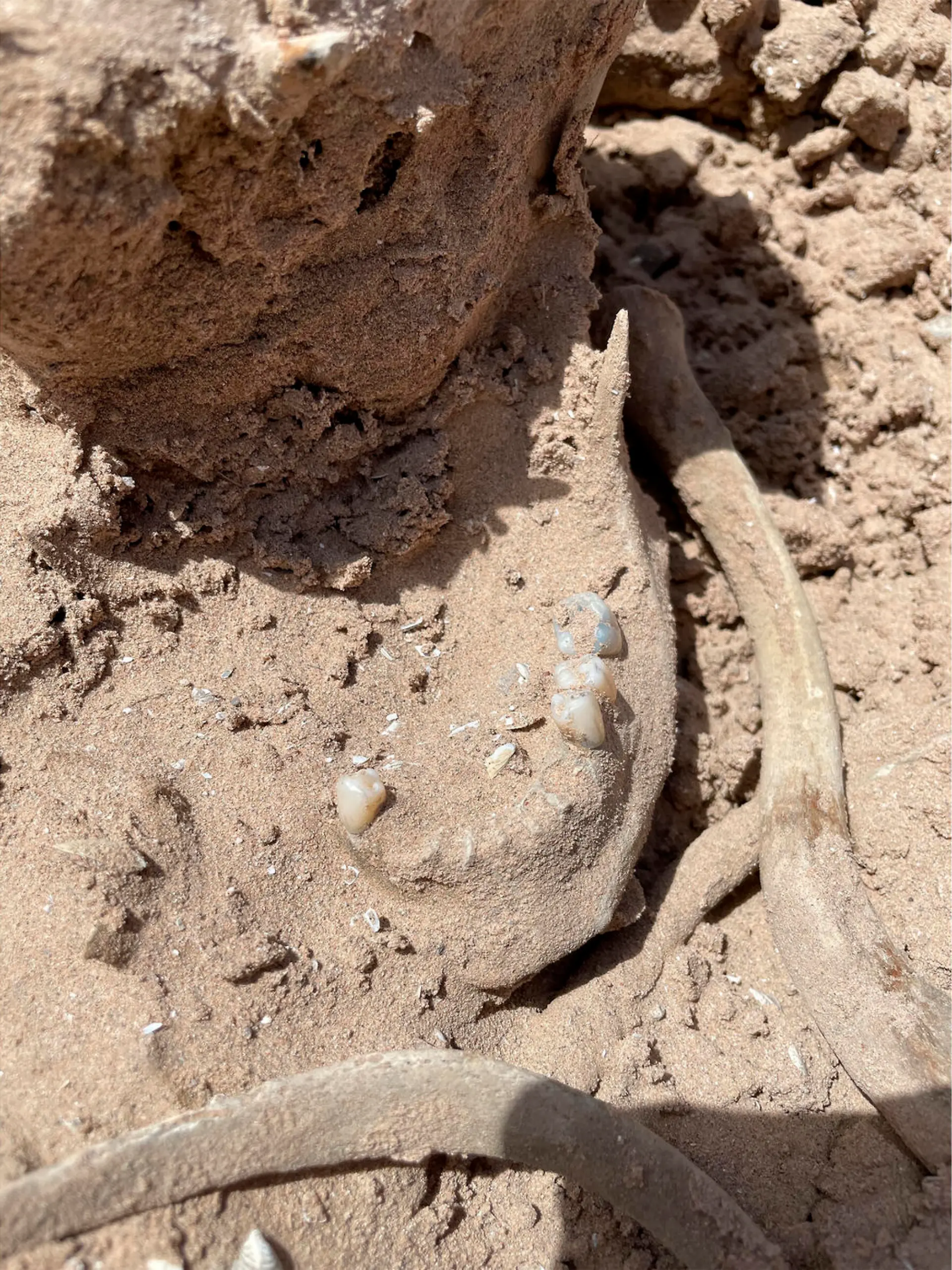 These photos of Saturday, May 7, 2022, provided by Lindsey Melvin of Henderson, Nev., shows human remains she and her sister discovered on a sandbar that recently surfaced as Lake Mead recedes. A closer look revealed a human jaw with teeth. The National Park Service confirmed in a statement that the bones are human. (Lindsey Melvin via AP)