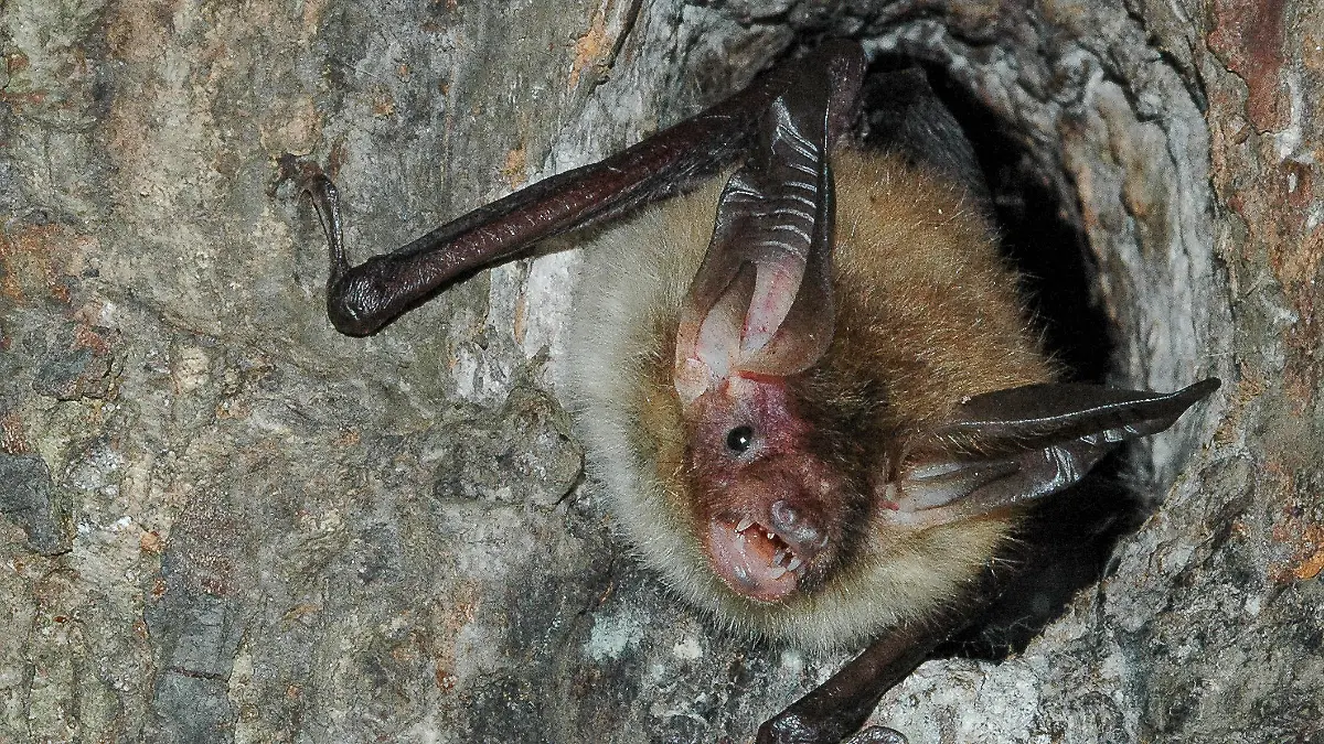 HANDOUT - Eine Bechstein-Fledermaus hockt am 30.09.2009 in Bad Segeberg in einer Baumhöhle. Foto: Florian Gloza-Rausch, Noctalis Fledermaus-Zentrum, dpa/lno (zu dpa « Forscher nehmen Fledermäuse im Harz mit Telemetrie unter die Lupe» vom 10.10.2013) +++(c) dpa - Bildfunk+++