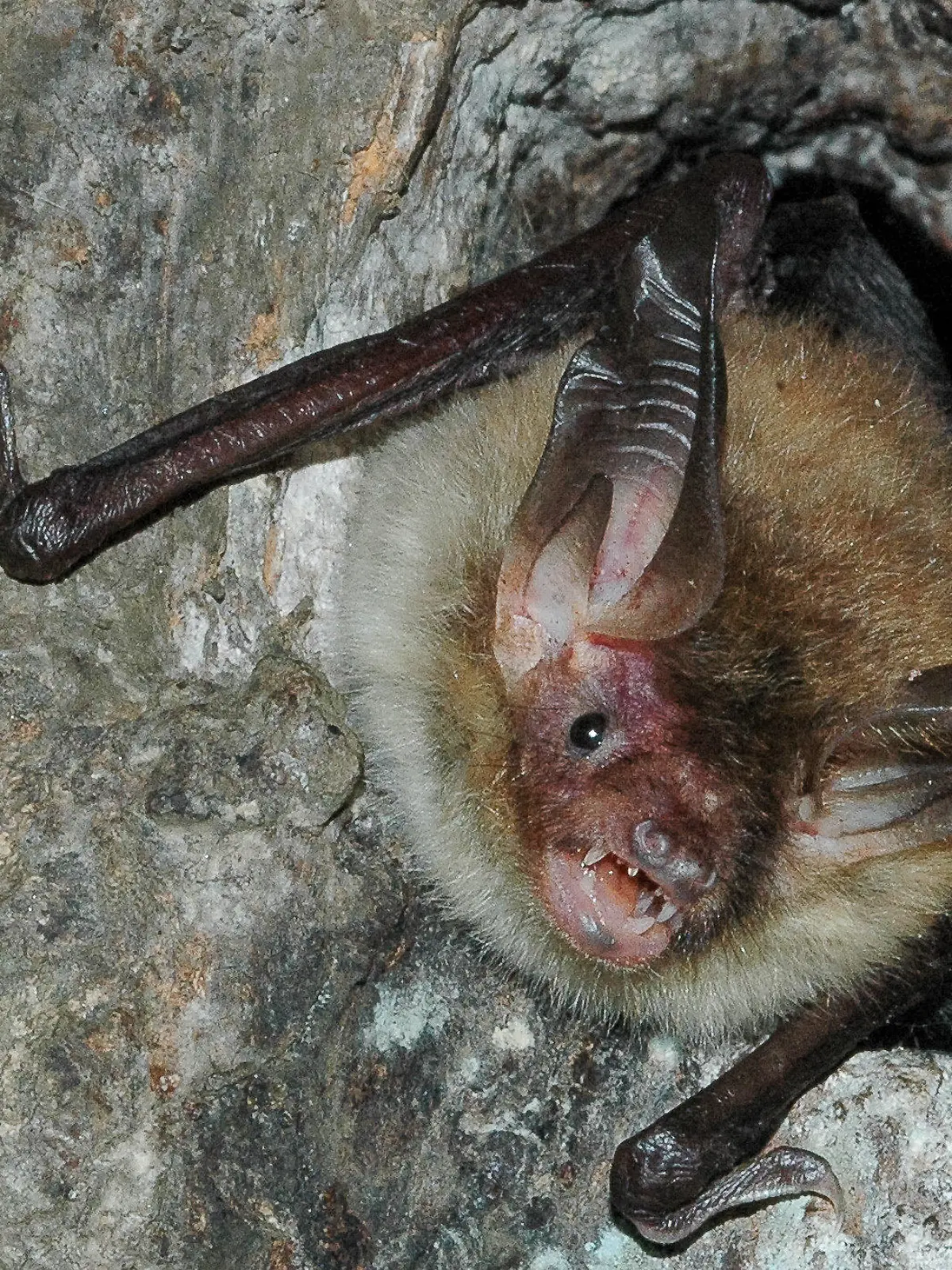 HANDOUT - Eine Bechstein-Fledermaus hockt am 30.09.2009 in Bad Segeberg in einer Baumhöhle. Foto: Florian Gloza-Rausch, Noctalis Fledermaus-Zentrum, dpa/lno (zu dpa « Forscher nehmen Fledermäuse im Harz mit Telemetrie unter die Lupe» vom 10.10.2013) +++(c) dpa - Bildfunk+++