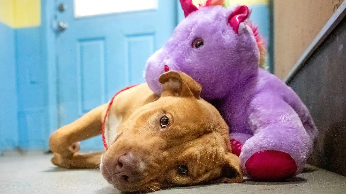 Streuner Sisu kuschelt mit seinem lila Einhorn im Tierheim.