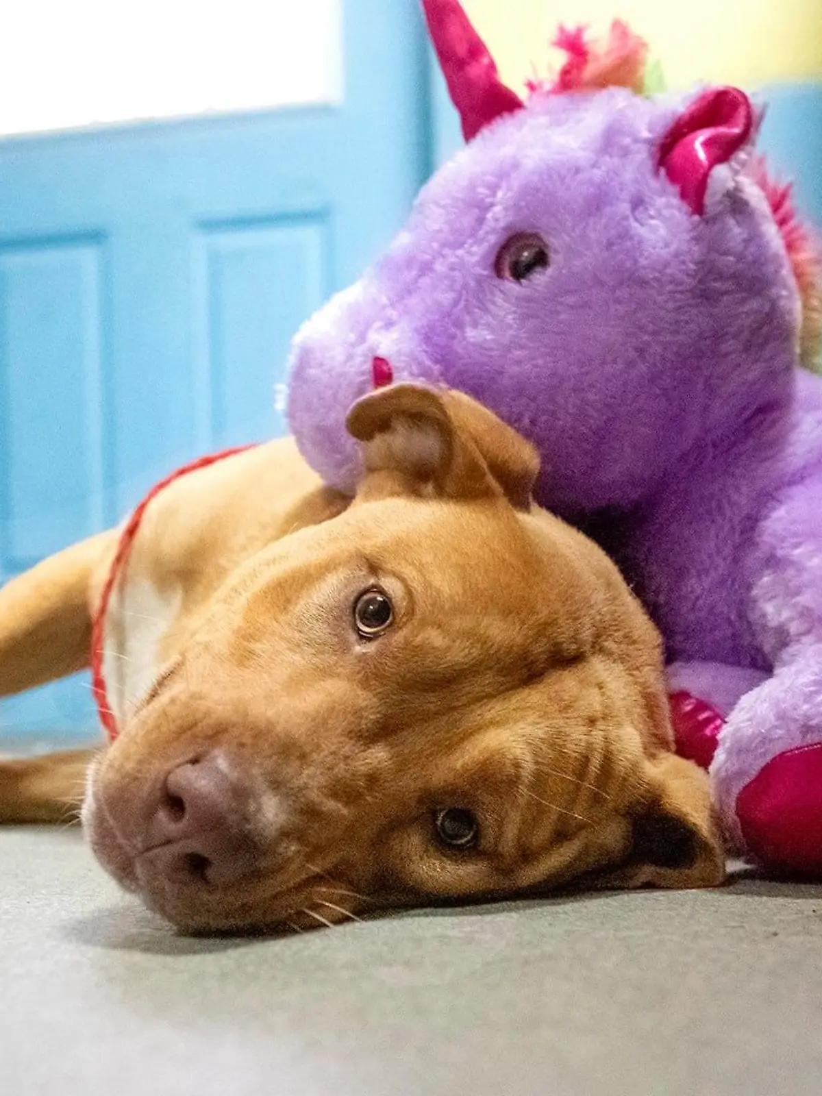 Streuner Sisu kuschelt mit seinem lila Einhorn im Tierheim.