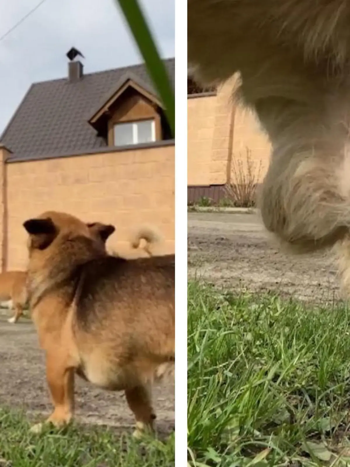Ja, so läuft es eben manchmal im Leben. Da will man einfach nur ein cooles Video drehen, schon pinkelt einem der eigene Hund vor die Linse.