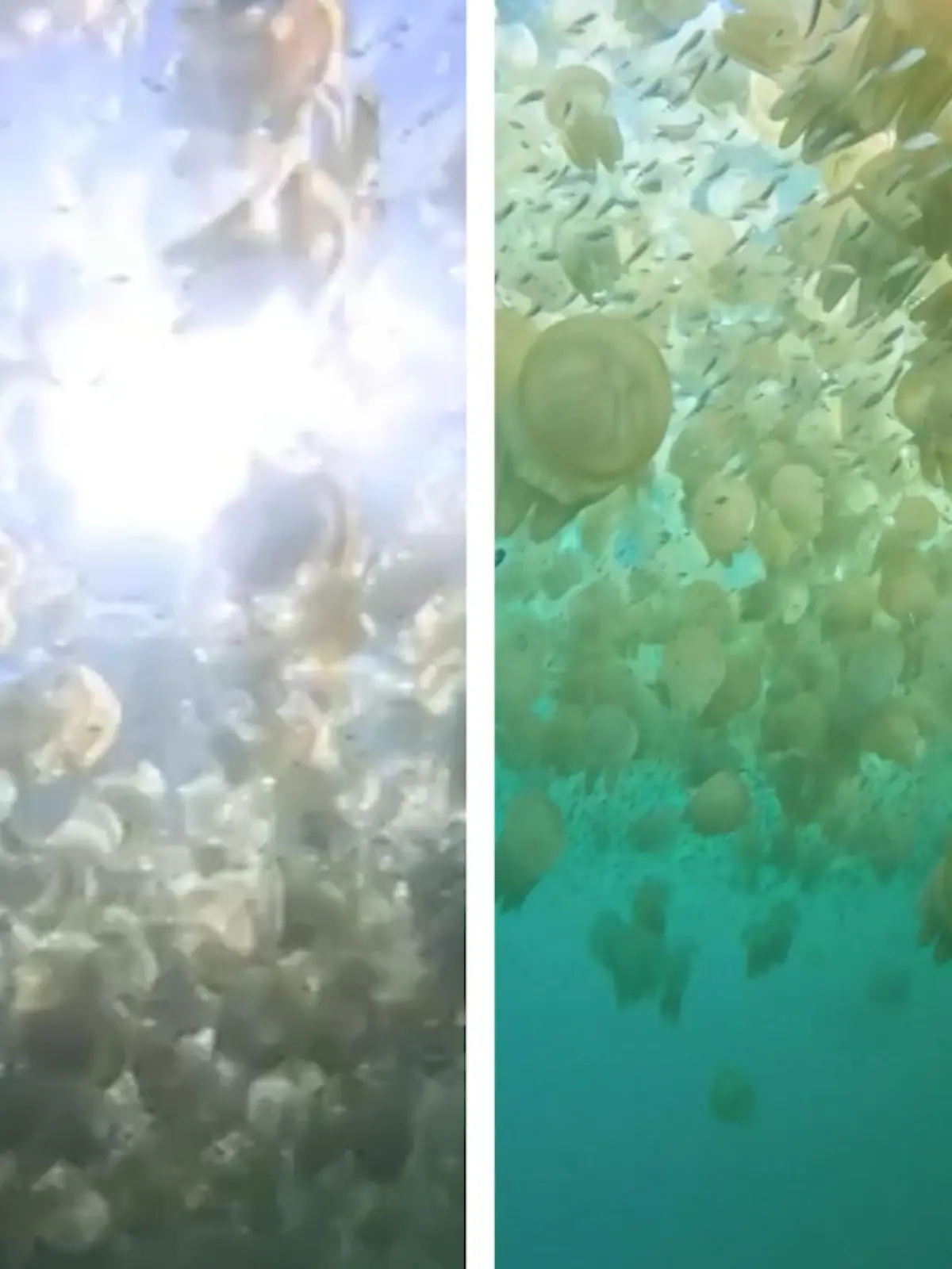 Meeresfilmer David Phan teilt unglaubliches Videomaterial von seinem Tauchgang am Shelly Beach in Sydney Australien. Die Aufnahmen sehen Sie im Video.