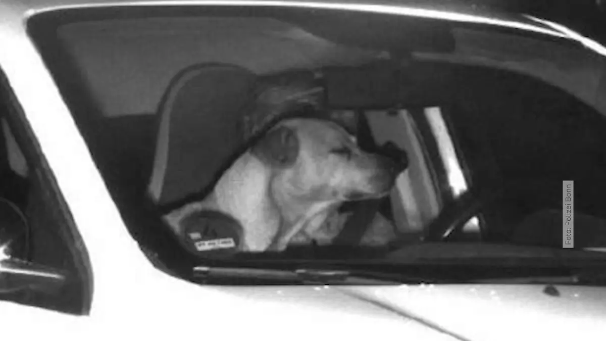 Ein Hund verdeckt auf einem Blitzerfoto der Polizei im Rhein-Sieg-Kreis den Fahrer des Autos.