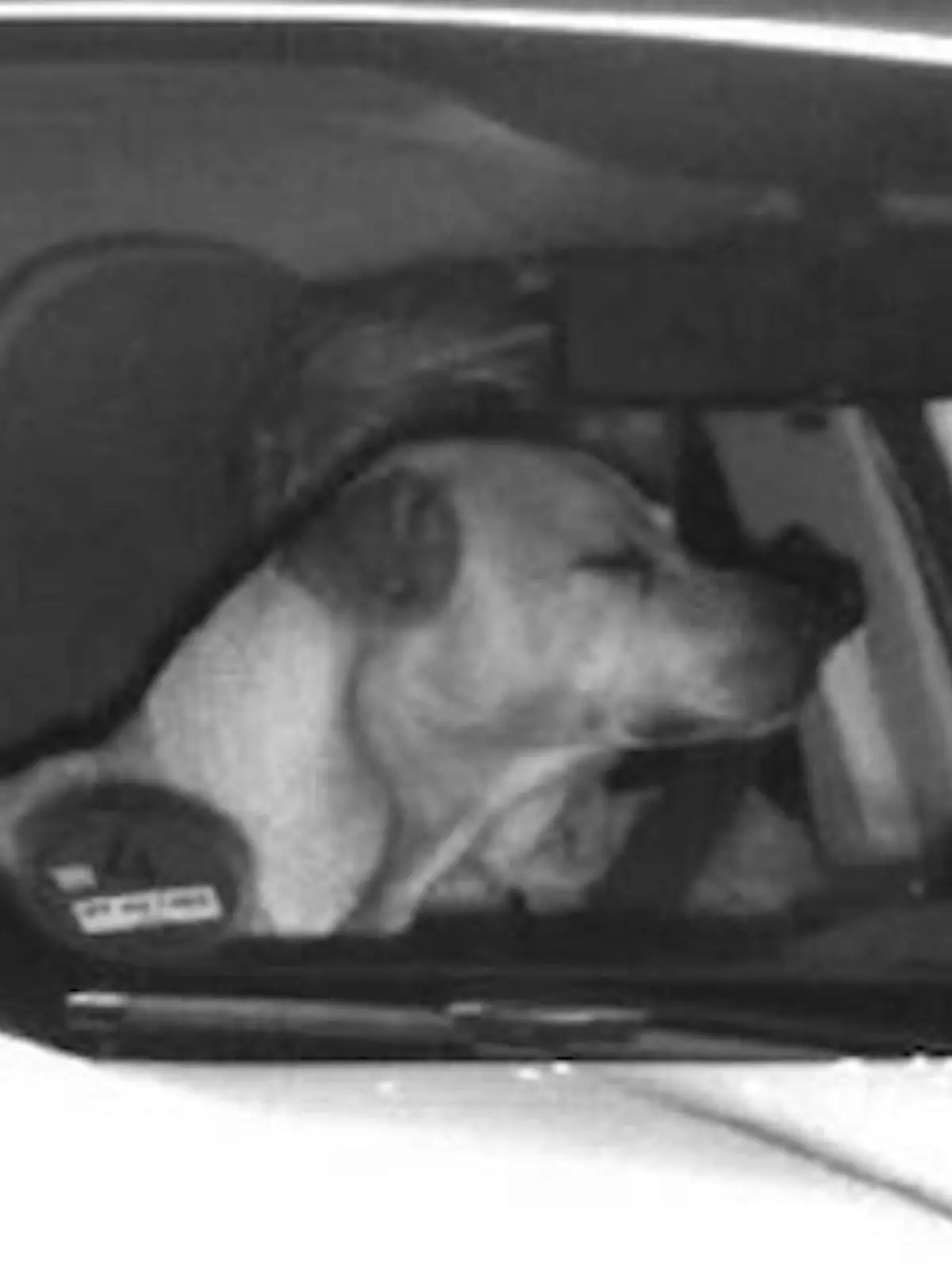 Ein Hund verdeckt auf einem Blitzerfoto der Polizei im Rhein-Sieg-Kreis den Fahrer des Autos.