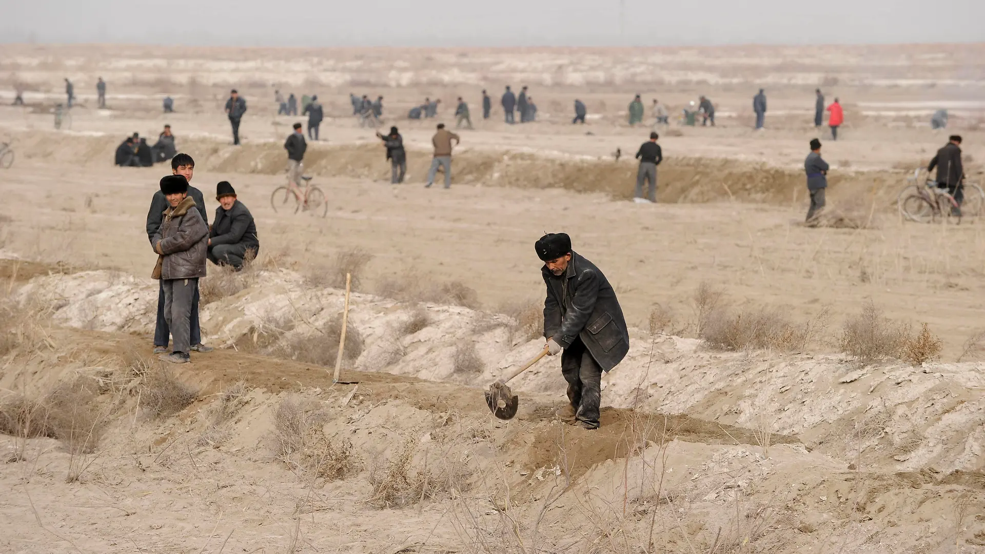 China, Xinjiang, uighur work on cotton plantation CHINA, autonomous province Xinjiang, uyghur worker prepare irrigation canals for a cotton plantation which belongs to a Han-chinese investor *** CHINA, autonome Provinz Xinjiang, ausserhalb Kashgars, uigurische Arbeiter ziehen Bewaesserungsgraeben fuer eine Baumwollplantage am Rand der Taklamakan Wueste, die einem Han-chinesischen Investor gehoert Kashgar Xinjiang China