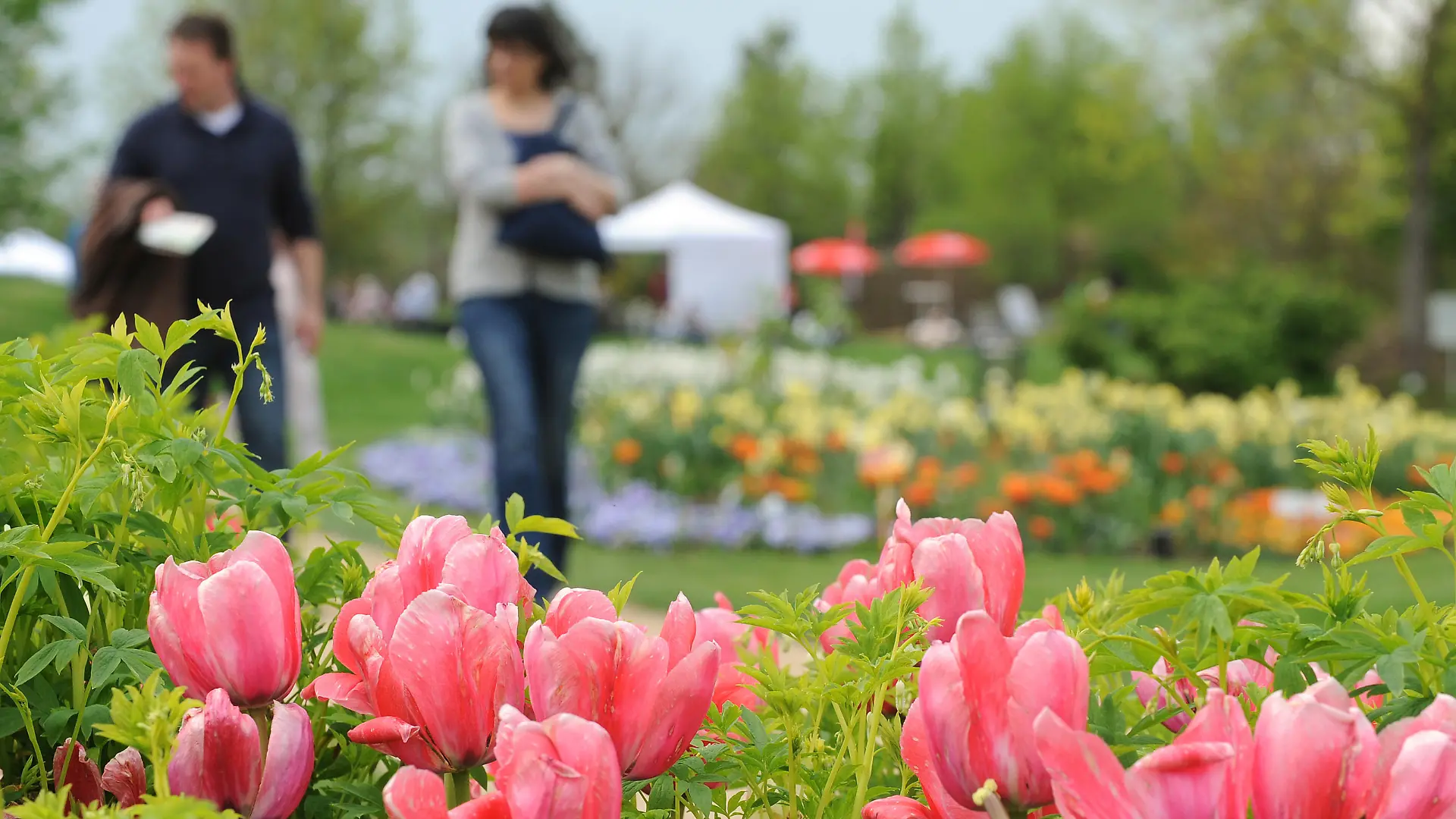 Rosafarbene Tulpen blühen am Dienstag (01.05.2012) im Park der Gärten von Bad Zwischenahn (Kreis Ammerland). Mit dem Maifeiertag wird hier traditionell die Parksaison gestartet. Foto: Ingo WQagner dpa/lni | Verwendung weltweit