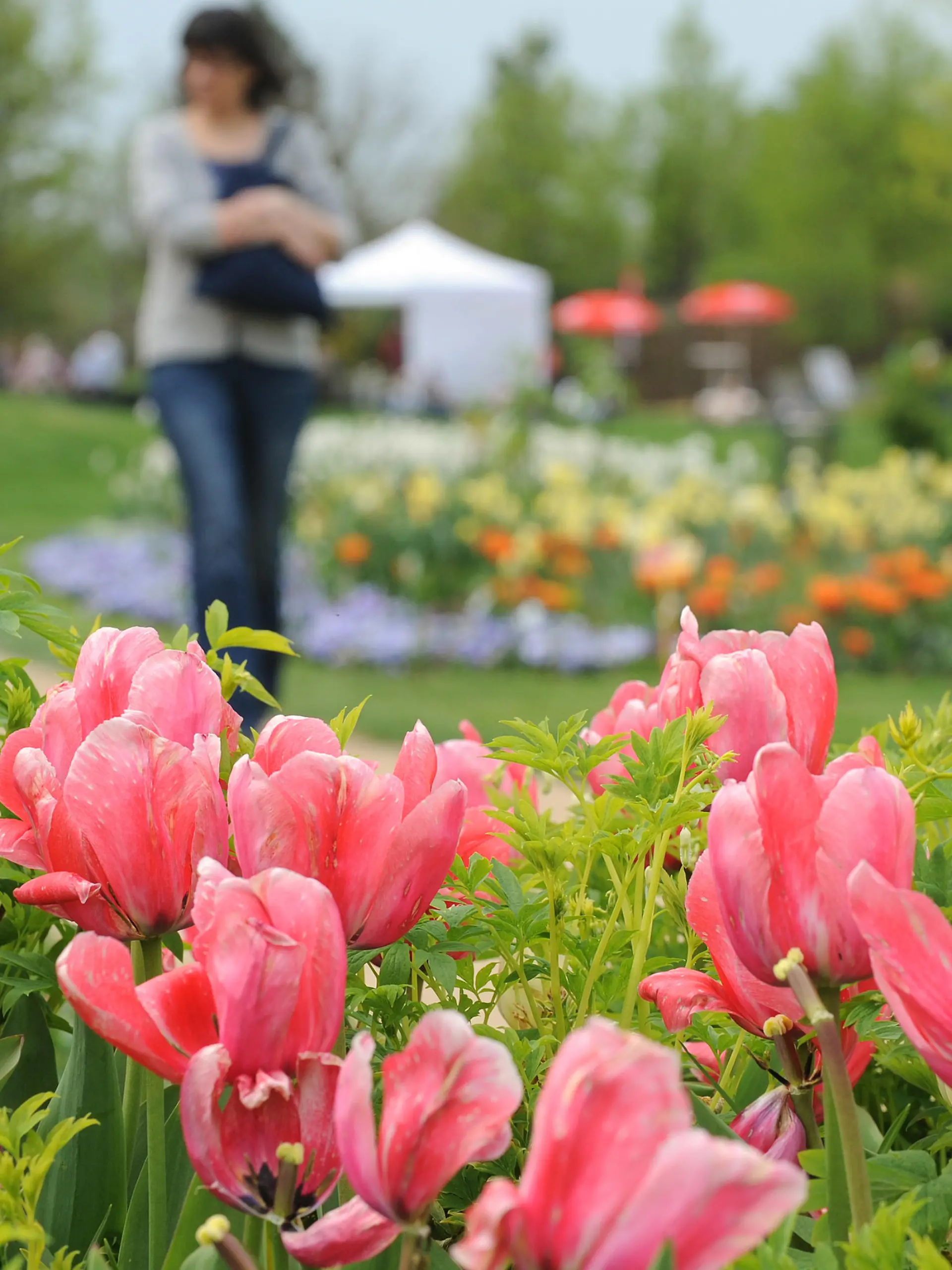 Rosafarbene Tulpen blühen am Dienstag (01.05.2012) im Park der Gärten von Bad Zwischenahn (Kreis Ammerland). Mit dem Maifeiertag wird hier traditionell die Parksaison gestartet. Foto: Ingo WQagner dpa/lni | Verwendung weltweit