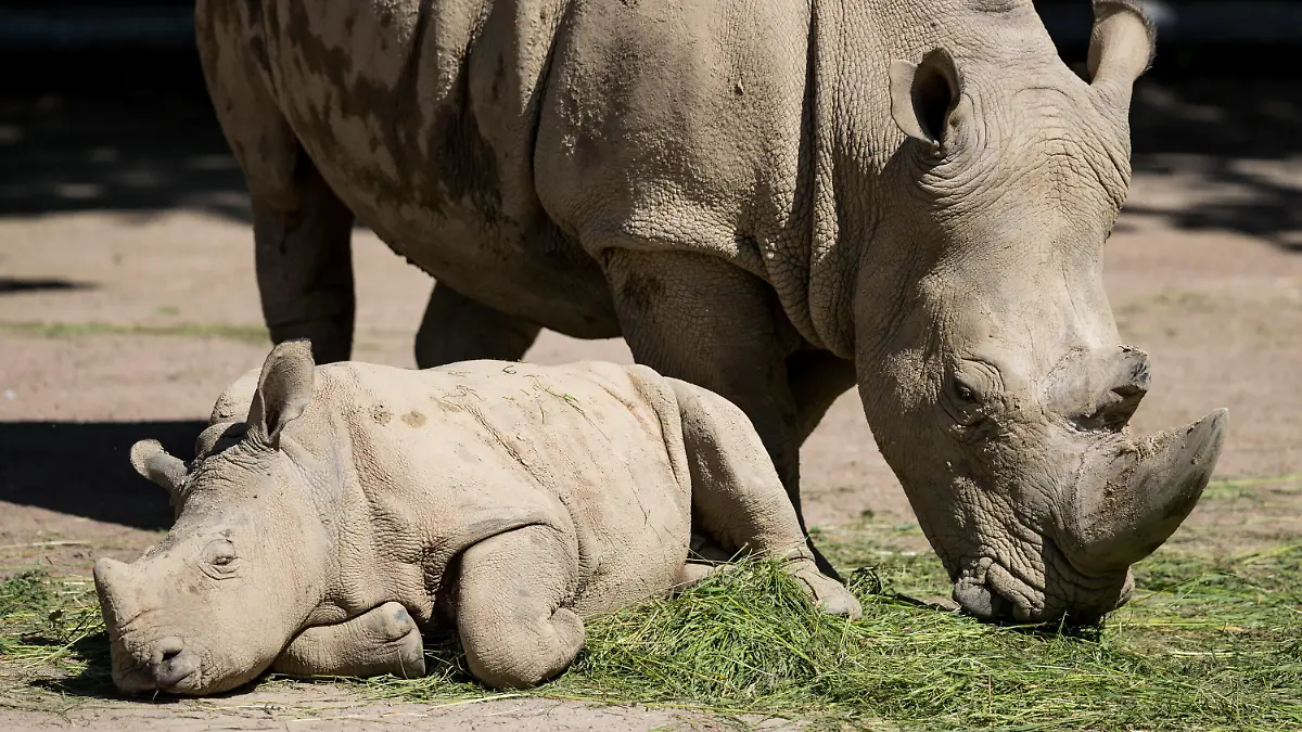 Zoo Dortmund 21.05.2020 Nashorn Willi und Mama. Zoo Dortmund unter Covid-19-Auflagen Dortmund Zoo Dortmund NRW Deutschland *** Zoo Dortmund 21 05 2020 Rhinoceros Willi and Mama Zoo Dortmund under Covid 19 editions Dortmund Zoo Dortmund NRW Germany Copyright: xBEAUTIFULxSPORTS/Wunderlx 