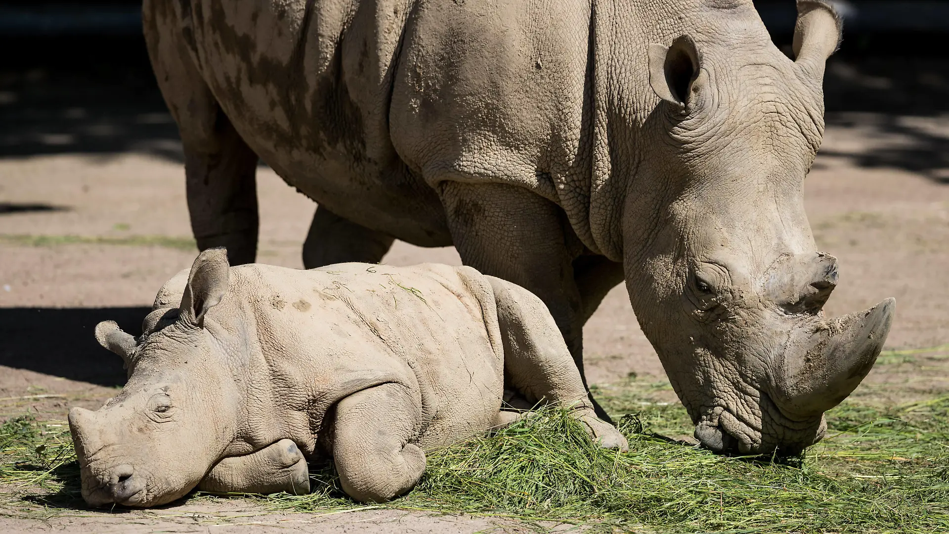 Zoo Dortmund 21.05.2020 Nashorn Willi und Mama. Zoo Dortmund unter Covid-19-Auflagen Dortmund Zoo Dortmund NRW Deutschland *** Zoo Dortmund 21 05 2020 Rhinoceros Willi and Mama Zoo Dortmund under Covid 19 editions Dortmund Zoo Dortmund NRW Germany Copyright: xBEAUTIFULxSPORTS/Wunderlx