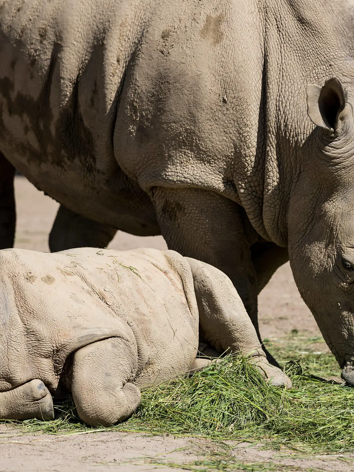 Zoo Dortmund 21.05.2020 Nashorn Willi und Mama. Zoo Dortmund unter Covid-19-Auflagen Dortmund Zoo Dortmund NRW Deutschland *** Zoo Dortmund 21 05 2020 Rhinoceros Willi and Mama Zoo Dortmund under Covid 19 editions Dortmund Zoo Dortmund NRW Germany Copyright: xBEAUTIFULxSPORTS/Wunderlx 