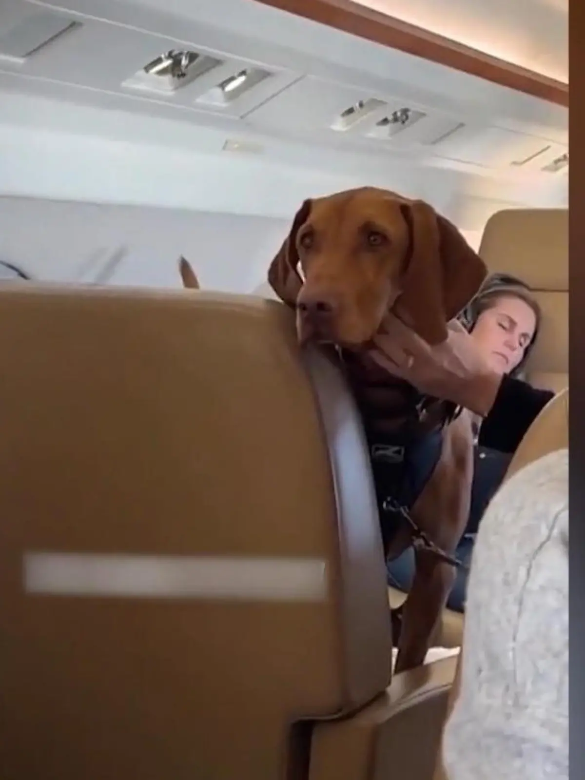 Ja, aber Hallo! Was ist das denn für ein Luxus? Diese Hunde gönnen sich einen Flug im Privatjet und dafür blättert ihr Frauchen ordentlich Kohle hin. Doch das macht sie nicht, weil sie Wert auf diesen Luxus legt. Was wirklich dahinter steckt, ist schier nicht zu glauben!
