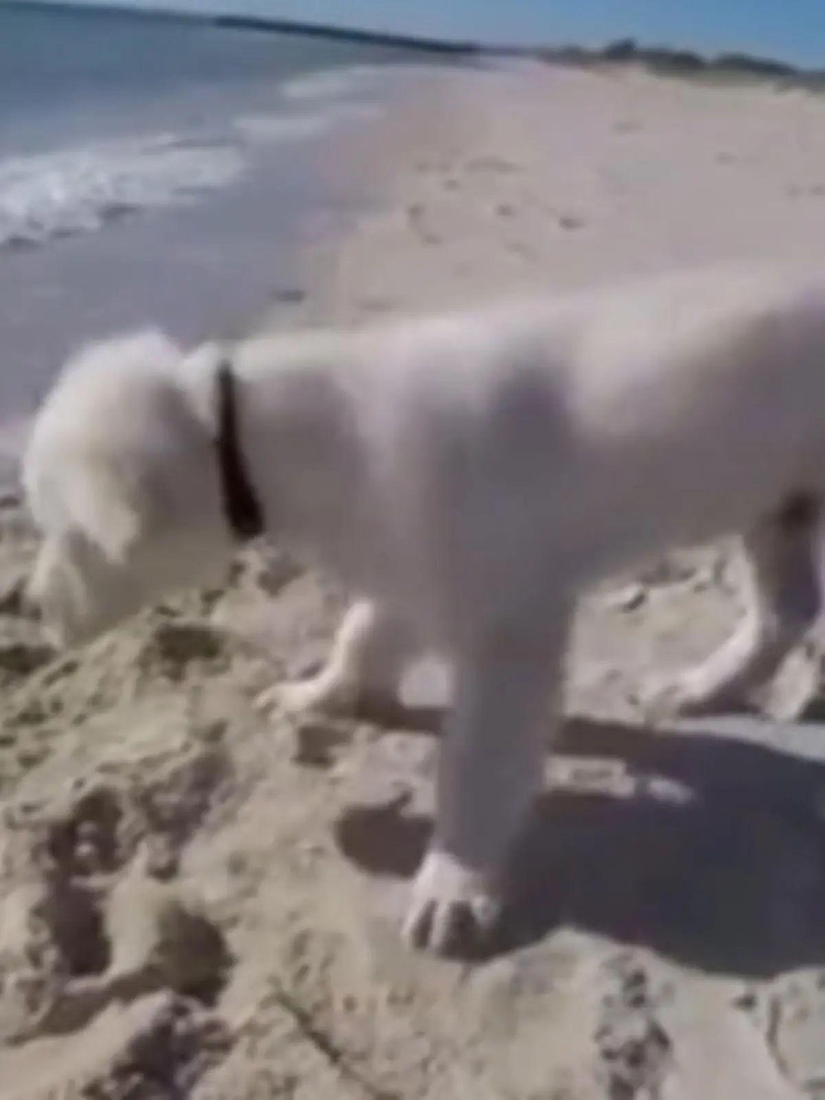 Bild zu: "Golden Retriever knurrt das Meer an"