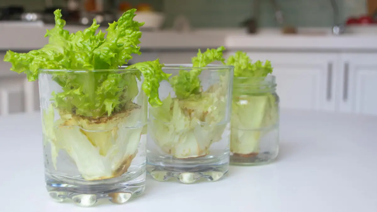 Regrow: Pflanzen einfach nachzüchten