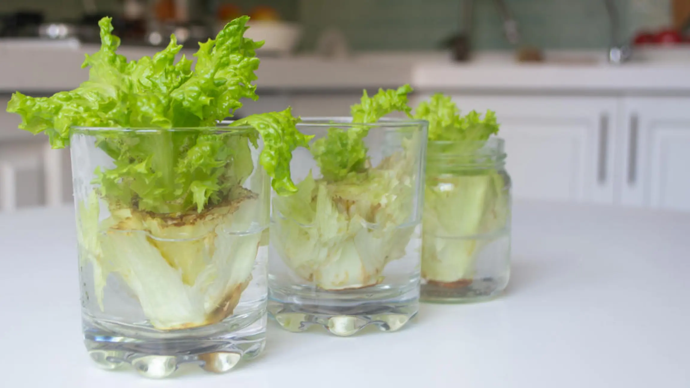Regrow: Pflanzen einfach nachzüchten