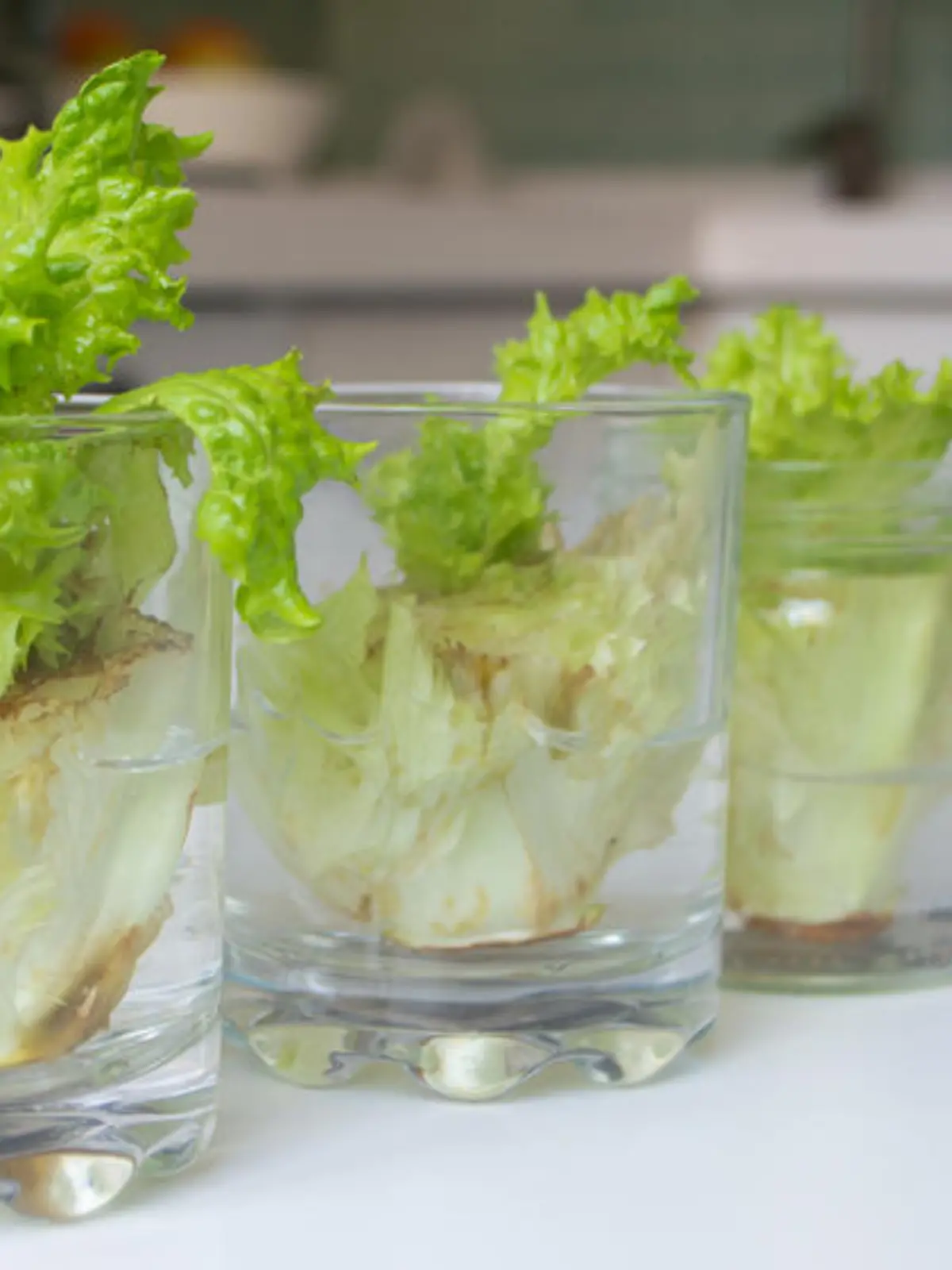 Regrow: Pflanzen einfach nachzüchten