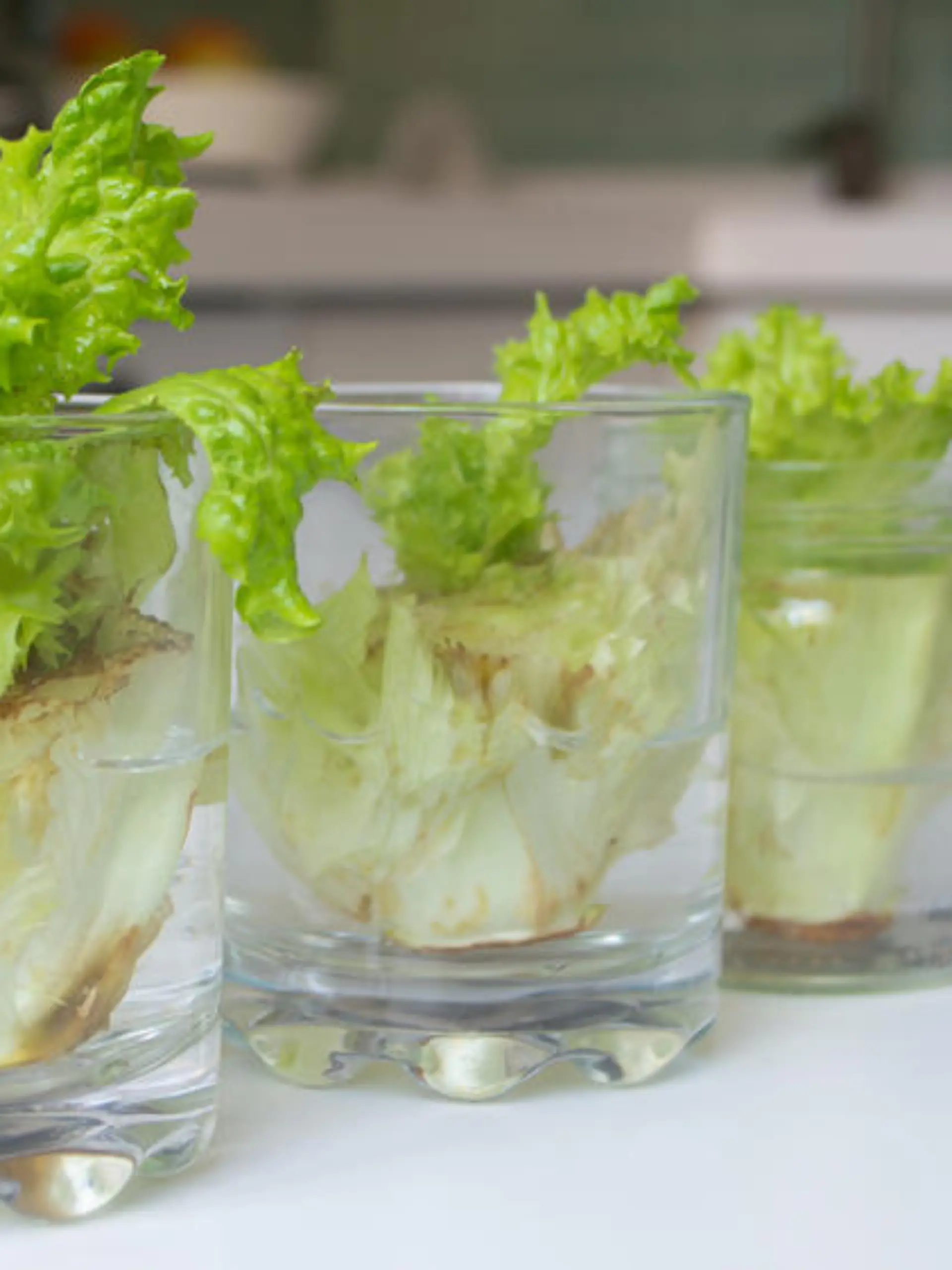 Regrow: Pflanzen einfach nachzüchten