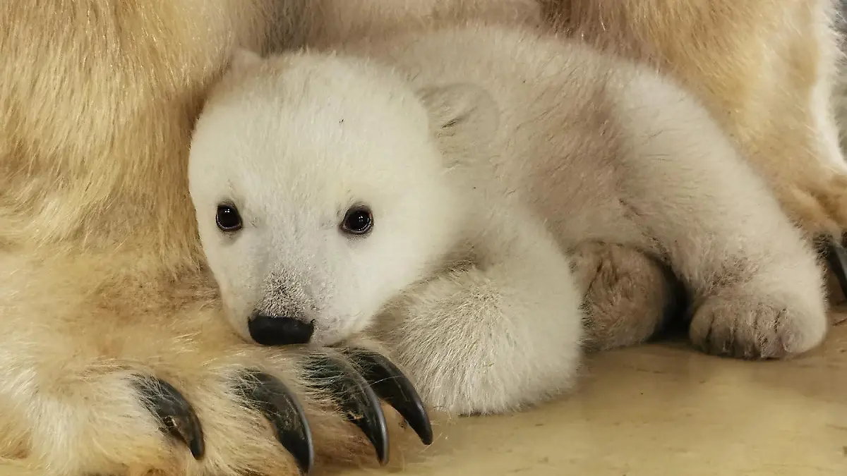 Noch ein bisschen schüchtern guckt der flauschige Nachwuchs in die Kamera.