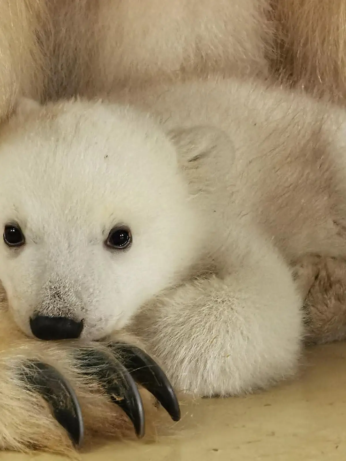 Noch ein bisschen schüchtern guckt der flauschige Nachwuchs in die Kamera.