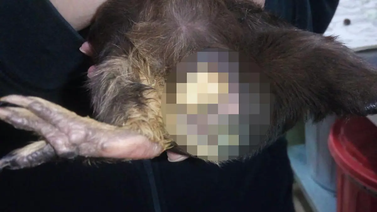 Verwahrlostes Meerschweinchen