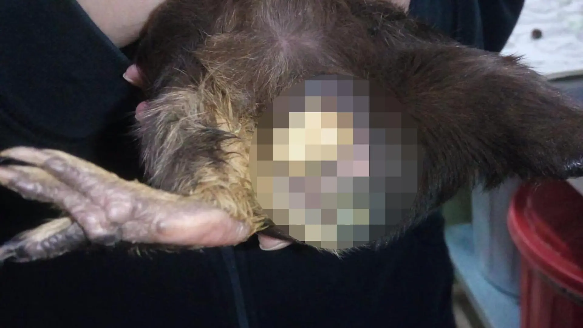Verwahrlostes Meerschweinchen