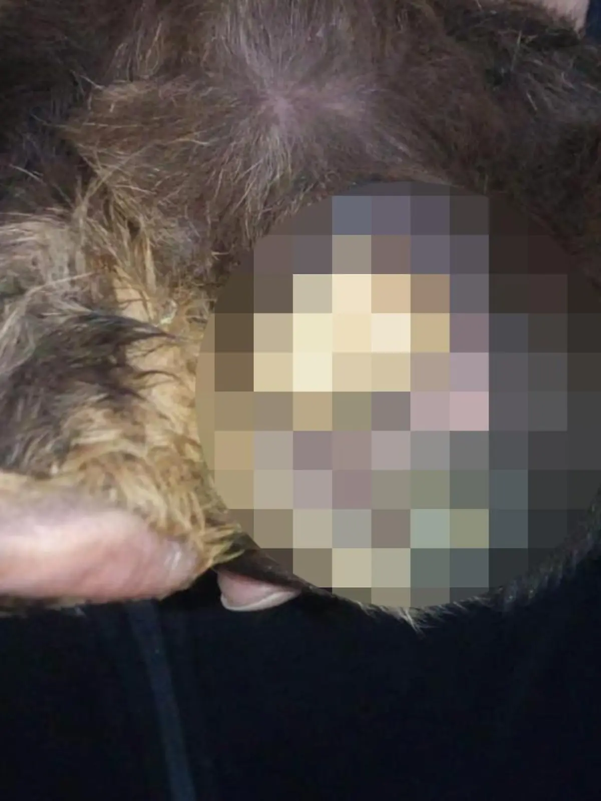 Verwahrlostes Meerschweinchen