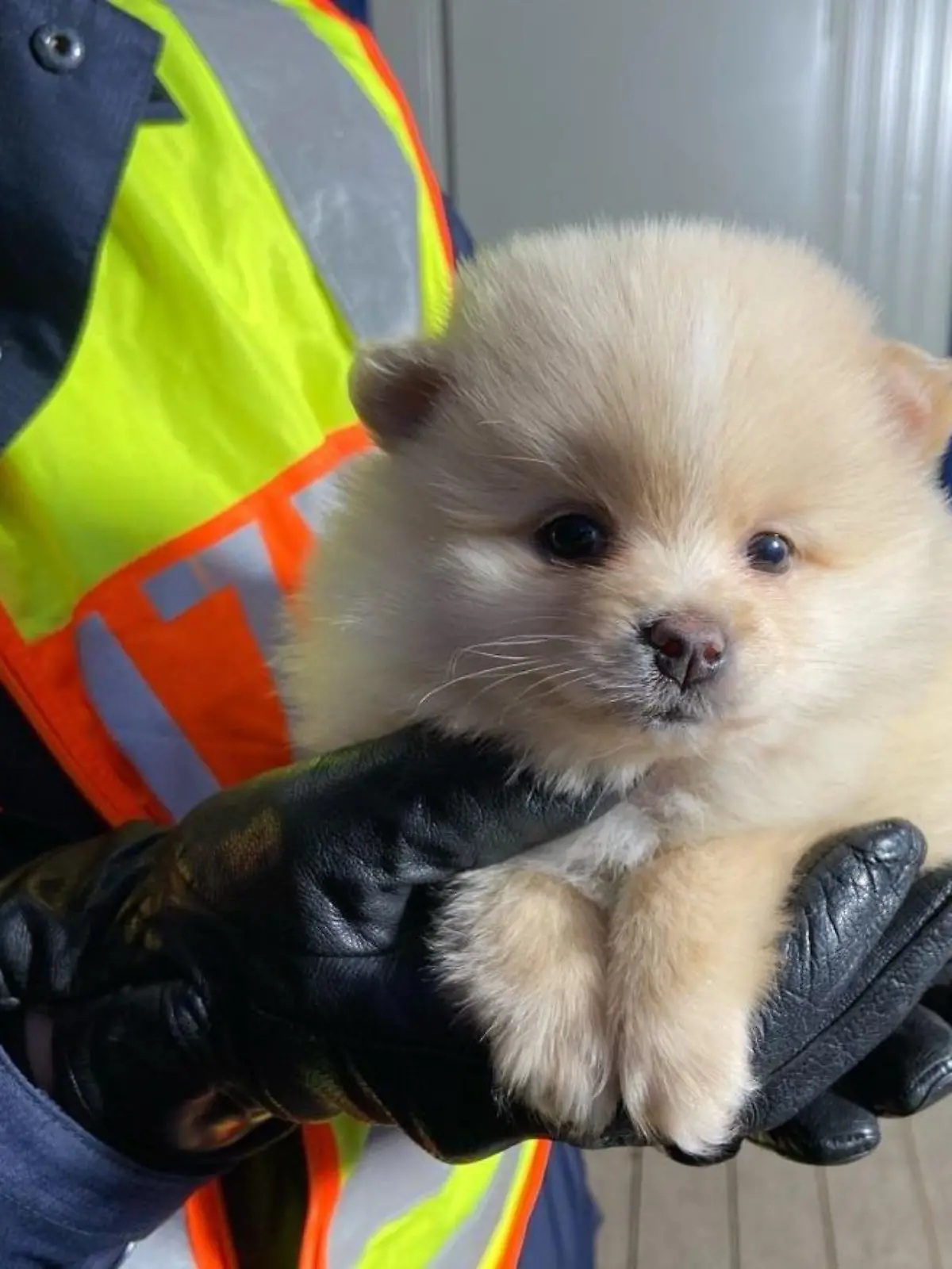 HANDOUT - 01.03.2021, Bayern, Selb: Einen wenige Wochen alten Hundewelpen haben Polizisten bei einer Grenzkontrolle in Oberfranken in einem Auto gefunden. Unter einer Decke im Kofferraum eines aus Tschechien kommenden Autos entdeckten die Beamten am Grenzübergang Selb (Landkreis Wunsiedel) den kleinen Hund, wie die Polizei am Montag mitteilte. Foto: -/Grenzpolizeiinspektion Selb/dpa - ACHTUNG: Nur zur redaktionellen Verwendung im Zusammenhang mit der aktuellen Berichterstattung und nur mit vollständiger Nennung des vorstehenden Credits +++ dpa-Bildfunk +++