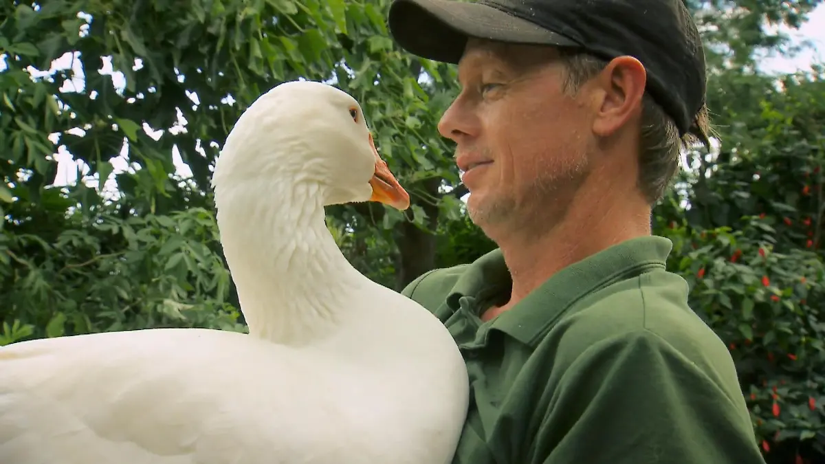 Hobbybauer Heiko liebt seine Gans "Monnypenny"
