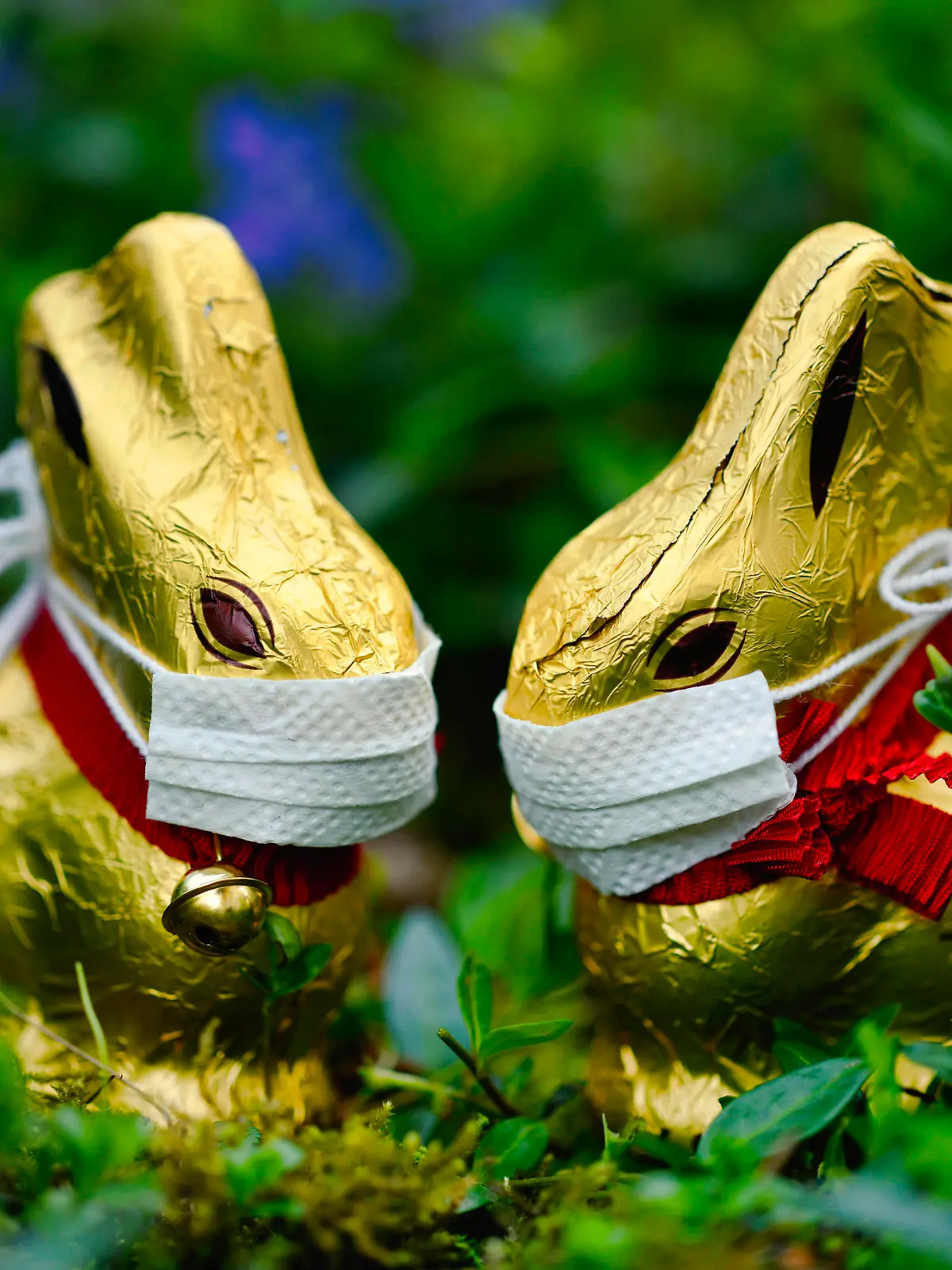 zwei Schoko-Osterhasen mit Mundschutz im kleinen Immergrün Vinca minor, Symbolbild dritte Welle an Ostern während, Corona-Krise, Stuttgart, Baden-Württemberg, Deutschland Osterhase Corona-Krise *** two chocolate easter bunny with mouth guard in small periwinkle Vinca minor , symbol third wave at easter during, corona crisis, Stuttgart, Baden Württemberg, Germany easter bunny corona crisis 