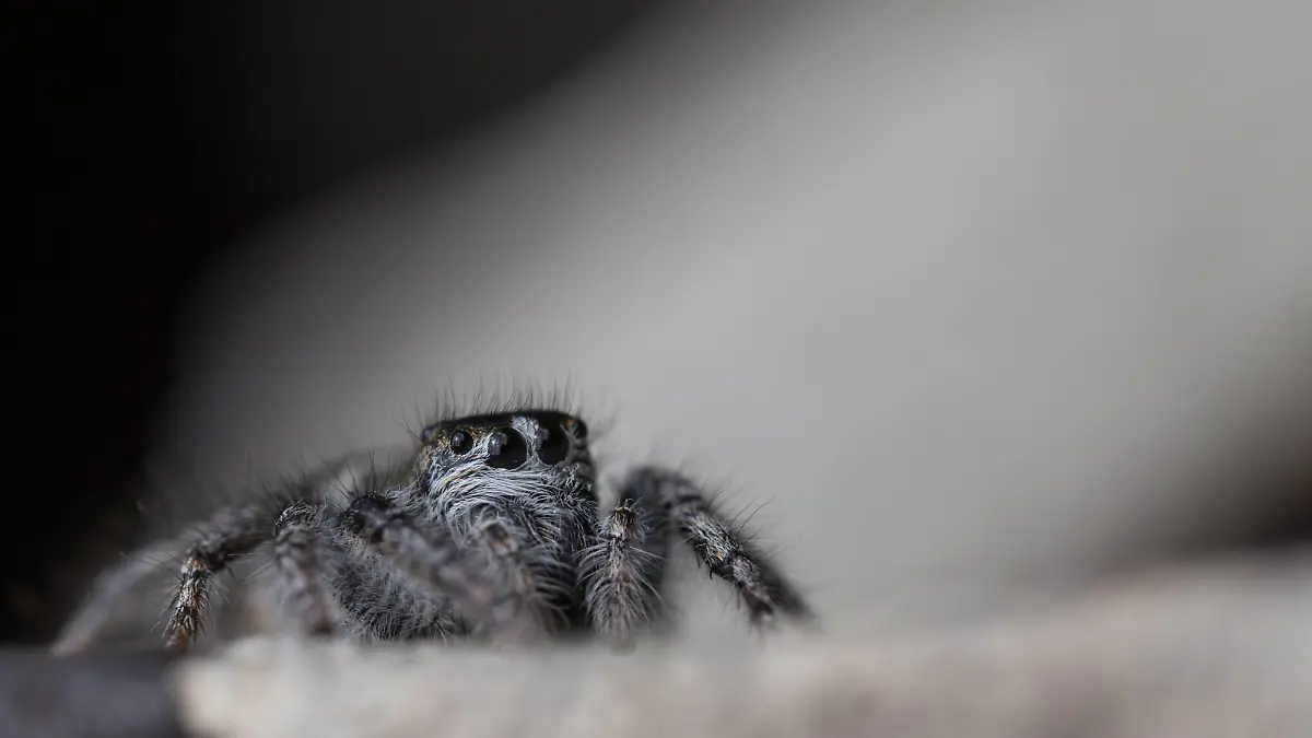 Goldaugen-Springspinne, Philaeus chrysops, Weibchen PUBLICATIONxINxGERxSUIxAUTxHUNxONLY 1086000022