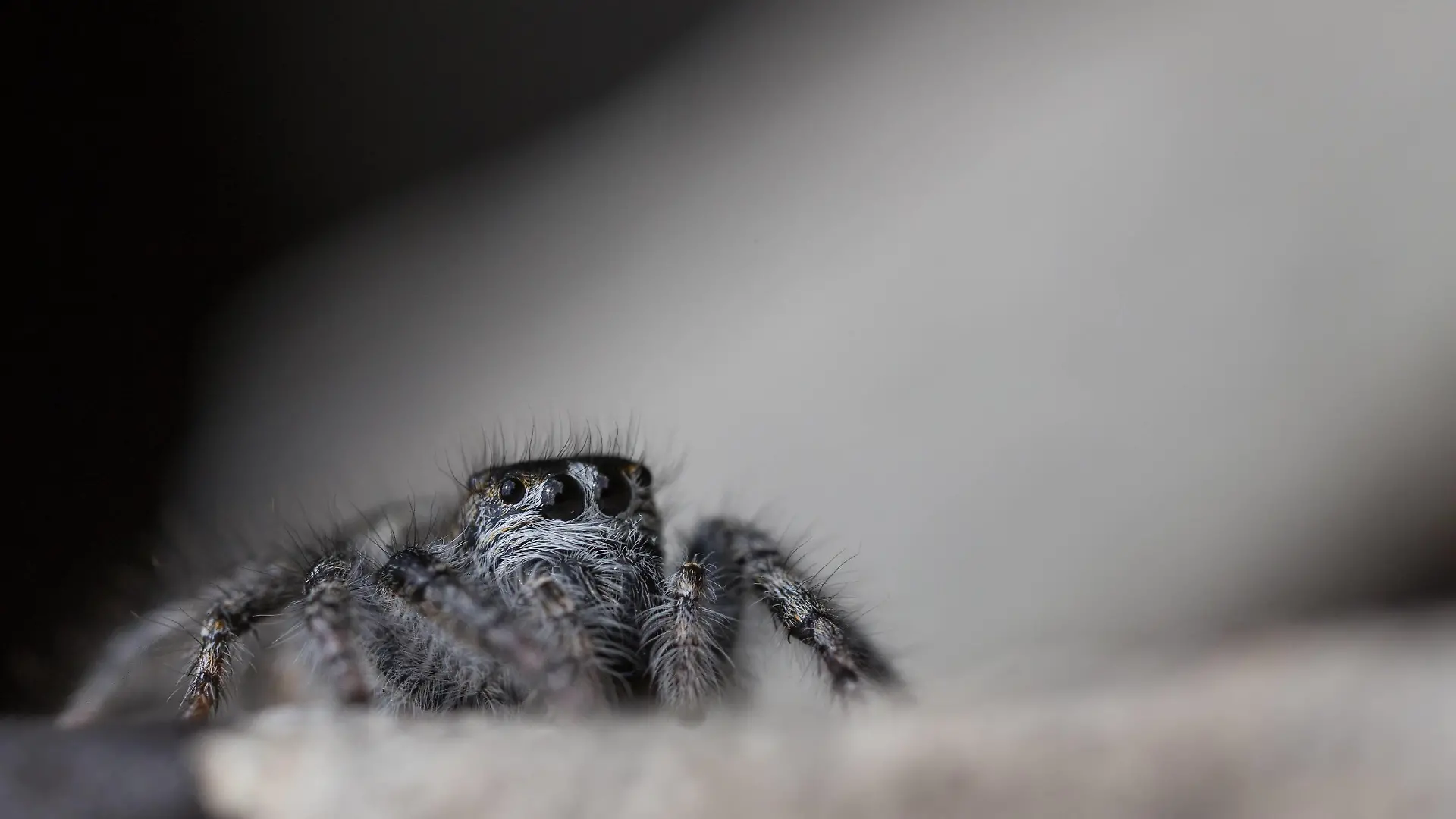  Goldaugen-Springspinne, Philaeus chrysops, Weibchen PUBLICATIONxINxGERxSUIxAUTxHUNxONLY 1086000022