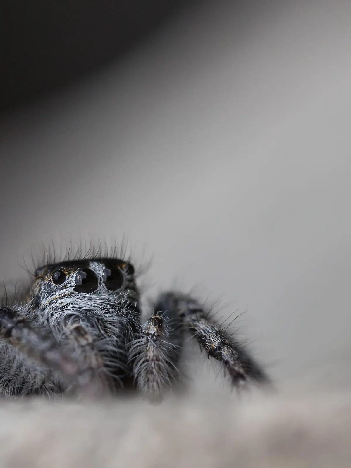  Goldaugen-Springspinne, Philaeus chrysops, Weibchen PUBLICATIONxINxGERxSUIxAUTxHUNxONLY 1086000022
