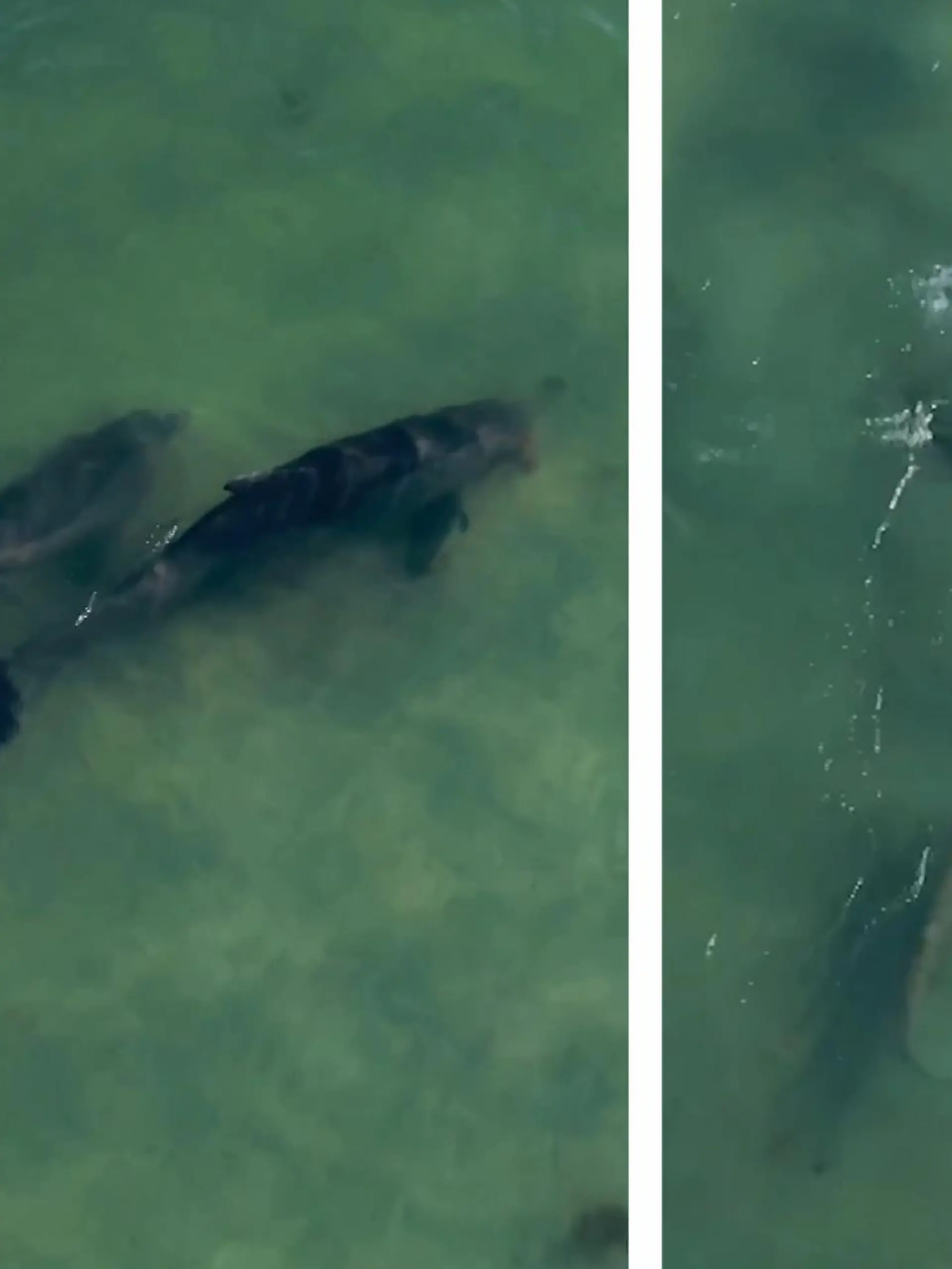 Diese drei Delfine werden vor Anna Maria Island in Florida kurzerhand von einem kleinen Schwarzspitzenhai überlistet - wie genau, erfahren Sie im Video.