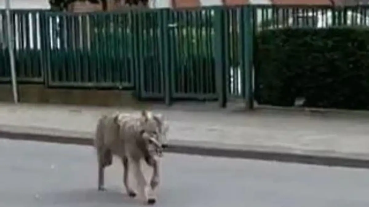 Screenshot Wolf rennt durch Lohne