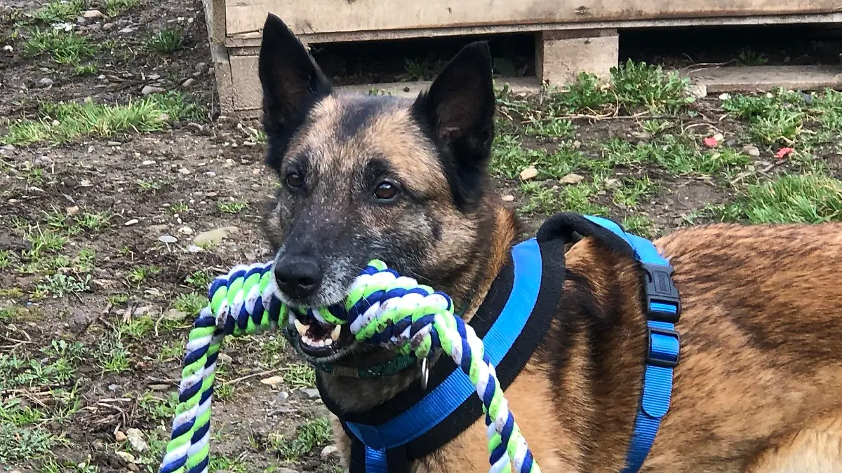 Belgischer Schäferhund