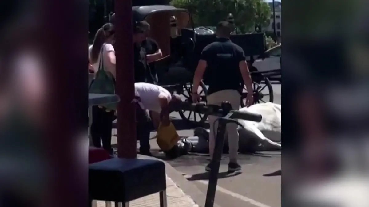 Pferd bricht in Sevilla zusammen und stirbt