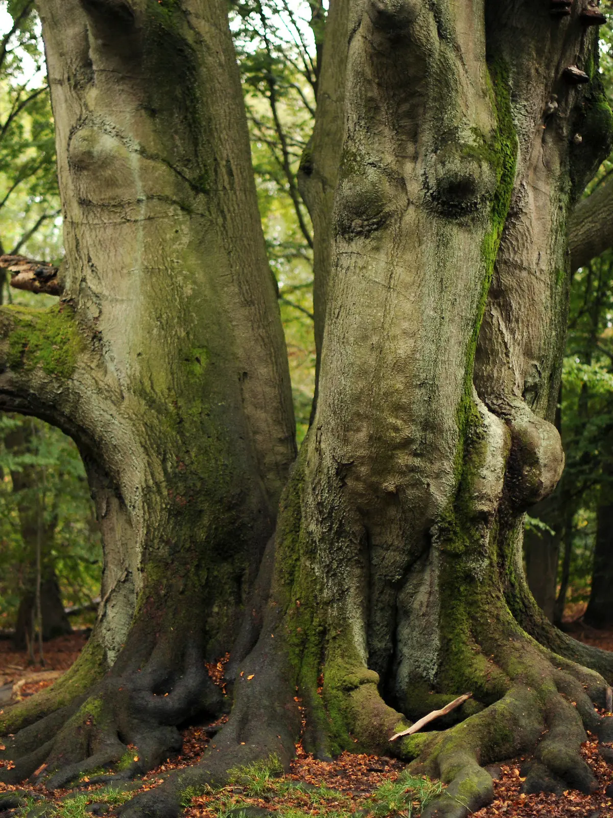 ARCHIV - Drei ineinander verwachsene Buchen im Urwald Sababurg bei Hofgeismar, Aufnahme vom 07.10.2011.    (zu dpa «Experten: Wildnisziele nicht aus den Augen verlieren» vom 30.03.2017) Foto: Uwe Zucchi/dpa +++(c) dpa - Bildfunk+++