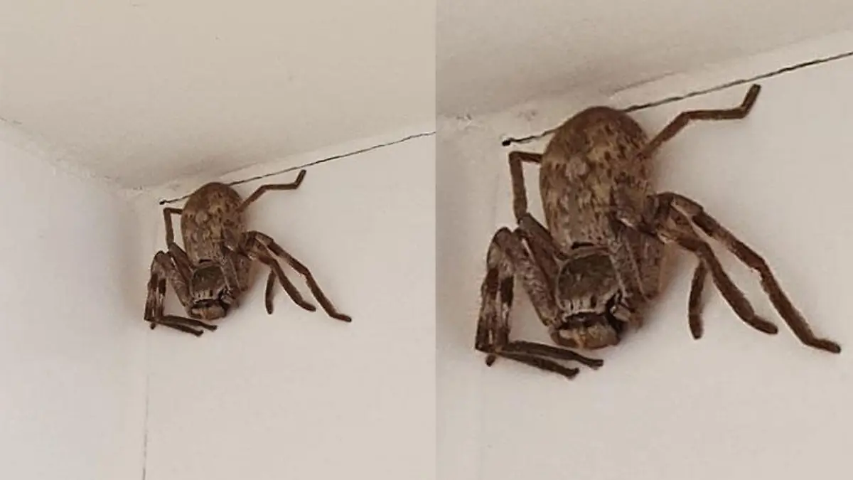 Eine Australierin machte nun in ihrem Bad unliebsame Bekannschaft mit dieser Gattung.