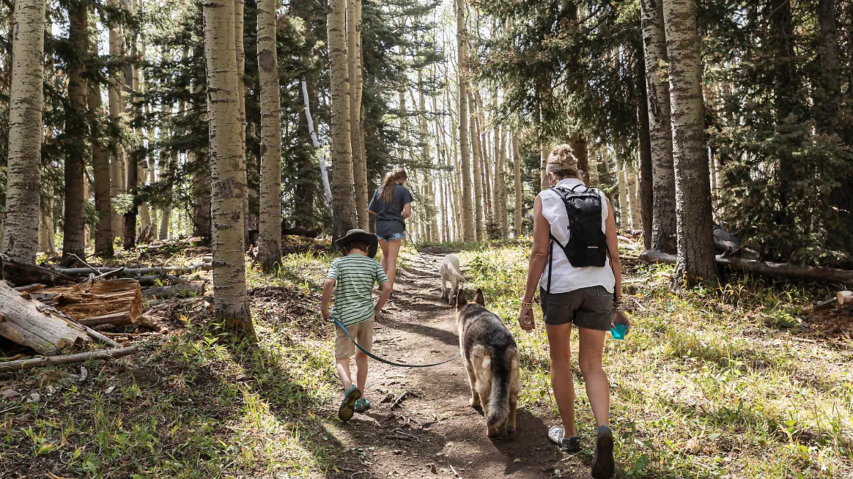 Family hiking in a forest of Aspen trees Santa Fe National Forest,United States,Family hiking in a forest of Aspen trees PUBLICATIONxINxGERxSUIxAUTxHUNxONLY Family hiking in a forest of Aspen trees