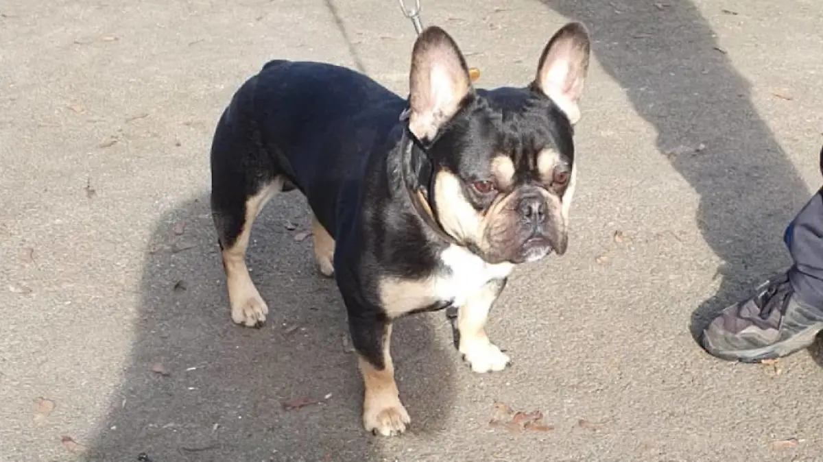 Zeus ist eine französische Bulldogge