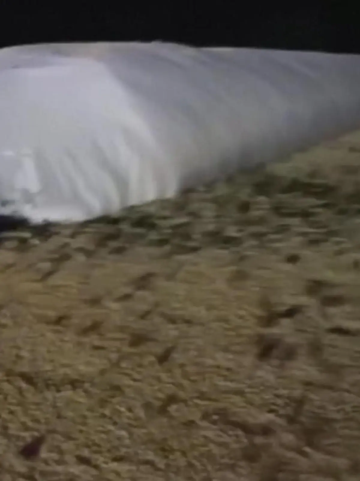 Diese Bilder zeigen, wie tausende Mäuse über eine Farm im Osten Australiens schwärmen. Seit Wochen überfluten Mäuse in der Region um Gilgandra (Australien) Felder und Silos. Laut Anwohnern ist es die schlimmste Mäuseplage in der Gegend seit Jahrzehnten.