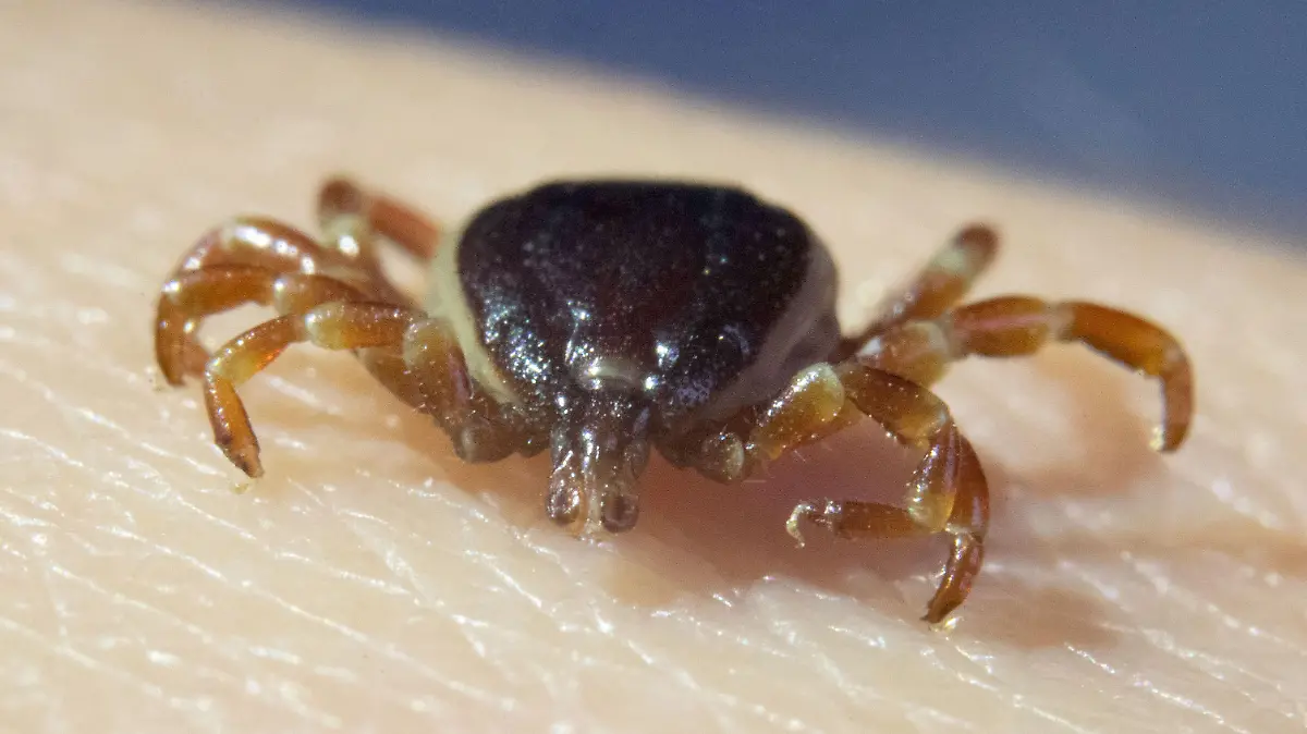 Eine tote Zecke Hyalomma marginatum sitzt in der Parasitologie der Universität Hohenheim auf der Hand einer Doktorandin. (zu dpa "Weniger FSME-Fälle nach Zeckenstichen - starker Rückgang im Süden")