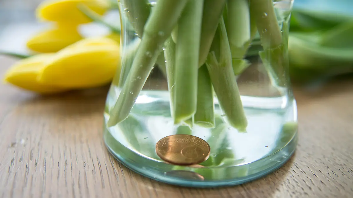 ILLUSTRATION - Ein 5-Cent-Steuck liegt am 12.05.2015 in Berlin in einer Vase mit frischen Tulpen. Das Kupfer soll die Blumen laenger haltbar machen. Der Effekt ist jedoch gering. Foto: Andrea Warnecke