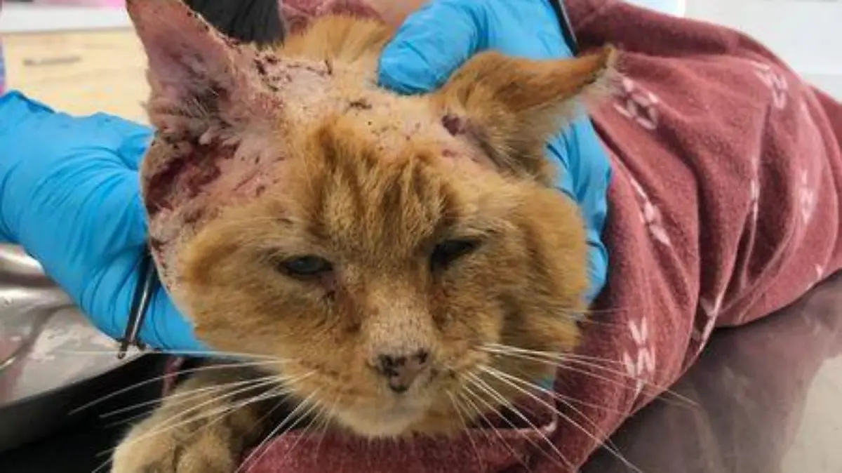 Kater Klaus-Rüdiger geriet in viele Kämpfe.